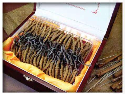 两当冬虫夏草回收